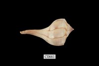 藏品(左旋香螺)的圖片